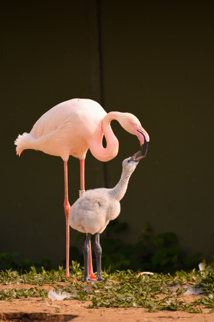 A flamingo chick being fed by the adult flamingo